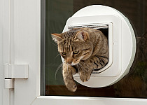 cat-through-glass-cat-flap2