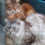 "Vores to katte af racen Maine Coon har hurtigt vænnet sig til at bruge den nye kattelem, og...