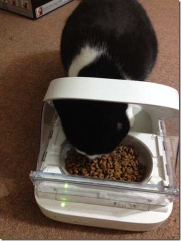 Cat eating from a Microchip Pet Feeder