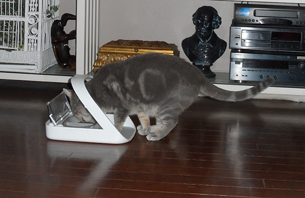Razzle the cat eating from a SureFeed Microchip Pet Feeder