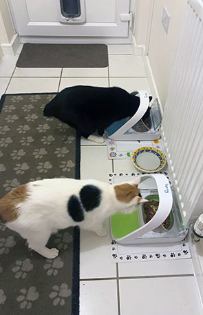 Harry and Penny eating from SureFeed Microchip Pet Feeders