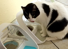 Tamale the cat with SureFeed Microchip Pet Feeder
