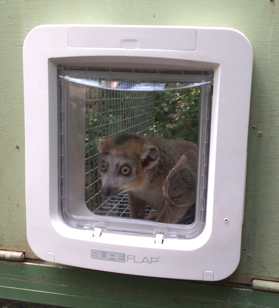 Crowned Lemur Can't Get Into Microchip Pet Door