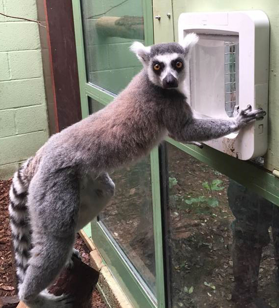 Ring-tailed Lemur using Microchip Pet Door